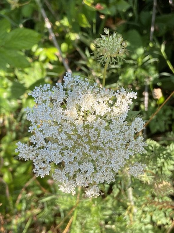 white flower.