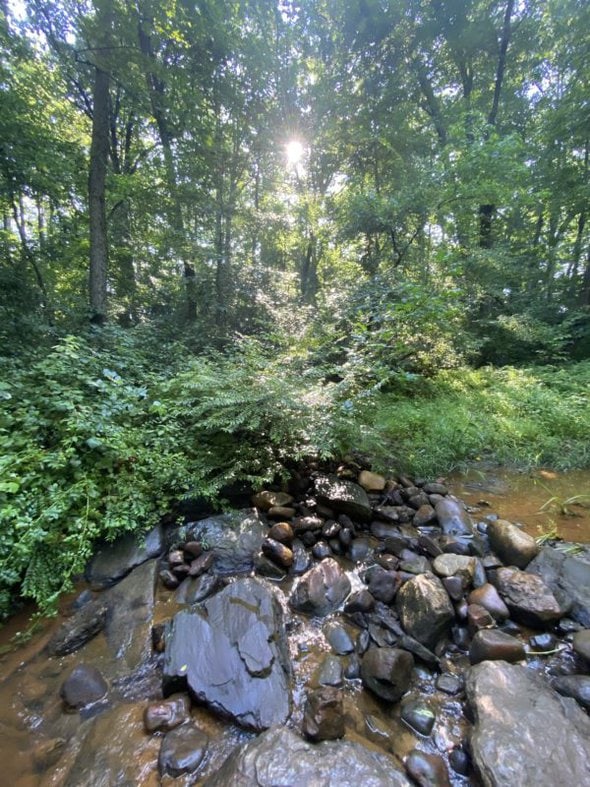 sunshine over a creek.