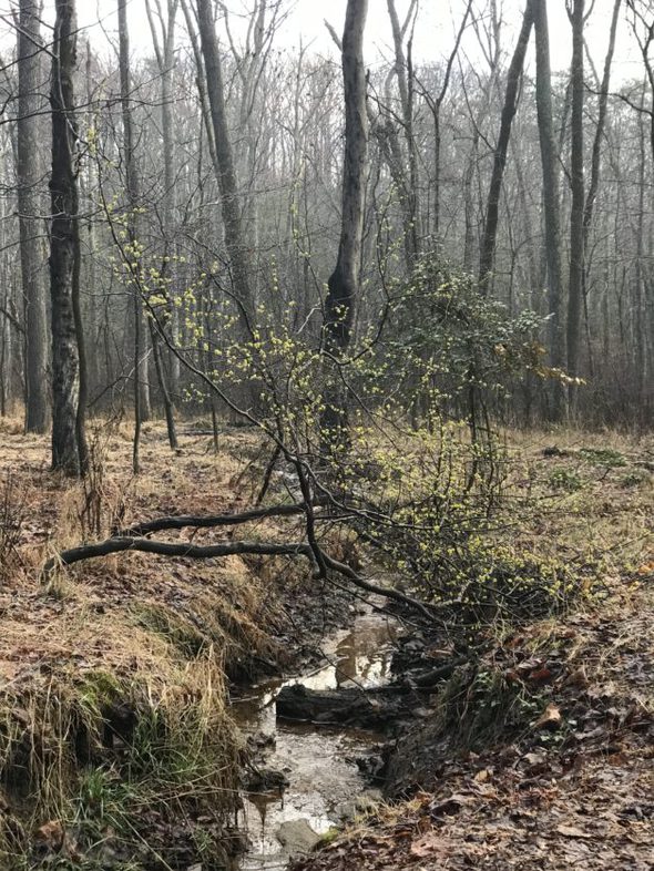 A small tree fallen over a creek.