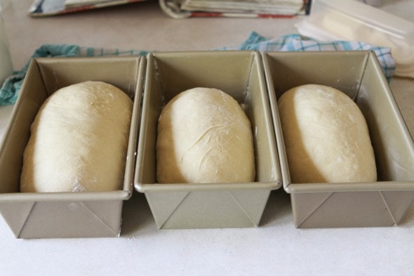 loaves ready to rise